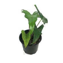 Load image into Gallery viewer, Alocasia, 4in, Batwing
