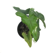 Load image into Gallery viewer, Alocasia, 4in, Batwing
