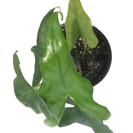Alocasia, 4in, Batwing