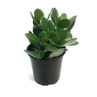 Succulent, 4in, Crassula Jade