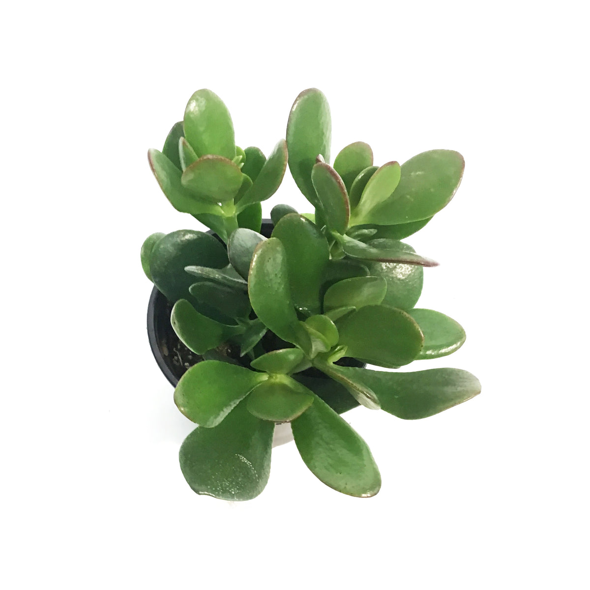Succulent, 4in, Crassula Jade