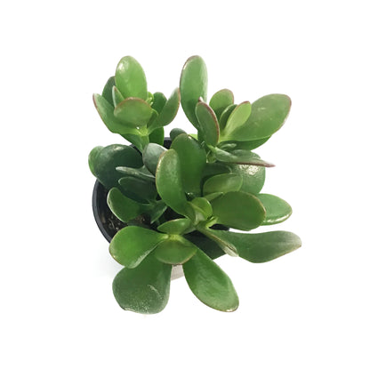 Succulent, 4in, Crassula Jade