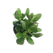 Load image into Gallery viewer, Succulent, 4in, Crassula Jade
