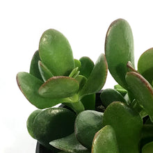 Load image into Gallery viewer, Succulent, 4in, Crassula Jade
