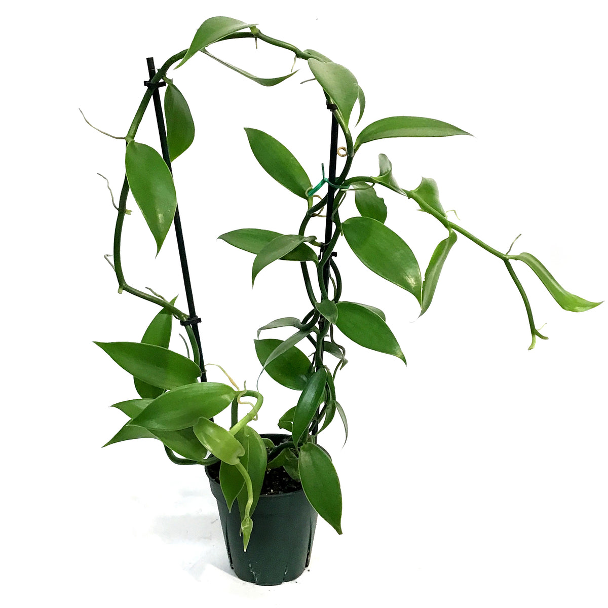 Vanilla Orchid, 5in,