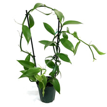 Load image into Gallery viewer, Vanilla Orchid, 5in,
