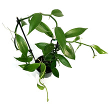 Load image into Gallery viewer, Vanilla Orchid, 5in,
