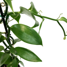 Load image into Gallery viewer, Vanilla Orchid, 5in,
