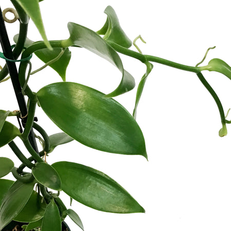 Vanilla Orchid, 5in,