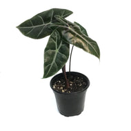 Alocasia, 4in, Purple Vein