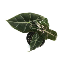 Load image into Gallery viewer, Alocasia, 4in, Purple Vein
