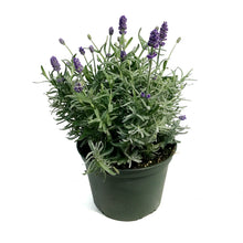 Load image into Gallery viewer, Lavender, 6in, English
