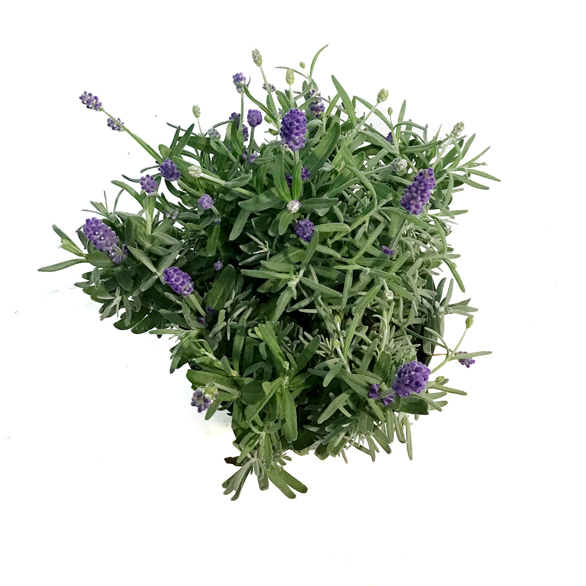 Lavender, 6in, English