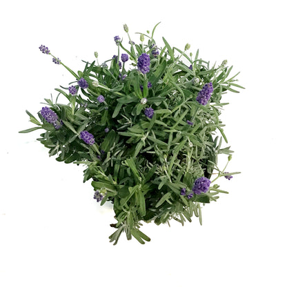 Lavender, 6in, English