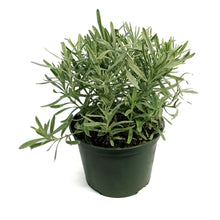 Load image into Gallery viewer, Lavender, 6in, English, Platinum Blonde

