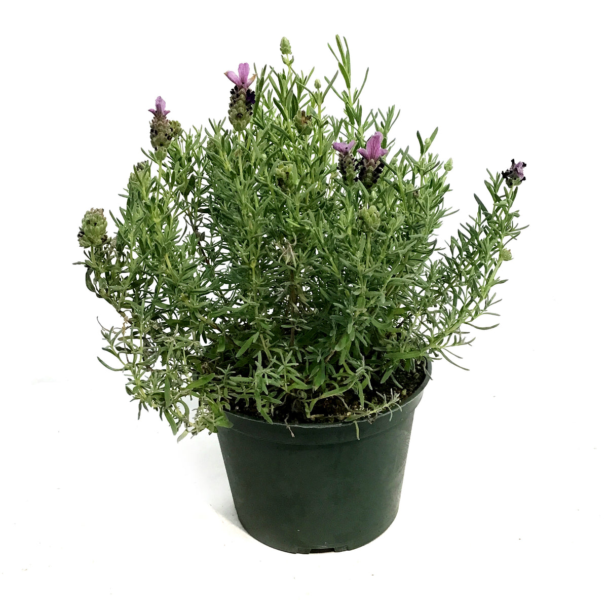 Lavender, 6in, Spanish, Bandera Purple