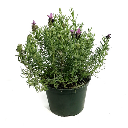 Lavender, 6in, Spanish, Bandera Purple