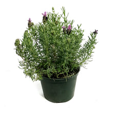 Load image into Gallery viewer, Lavender, 6in, Spanish, Bandera Purple
