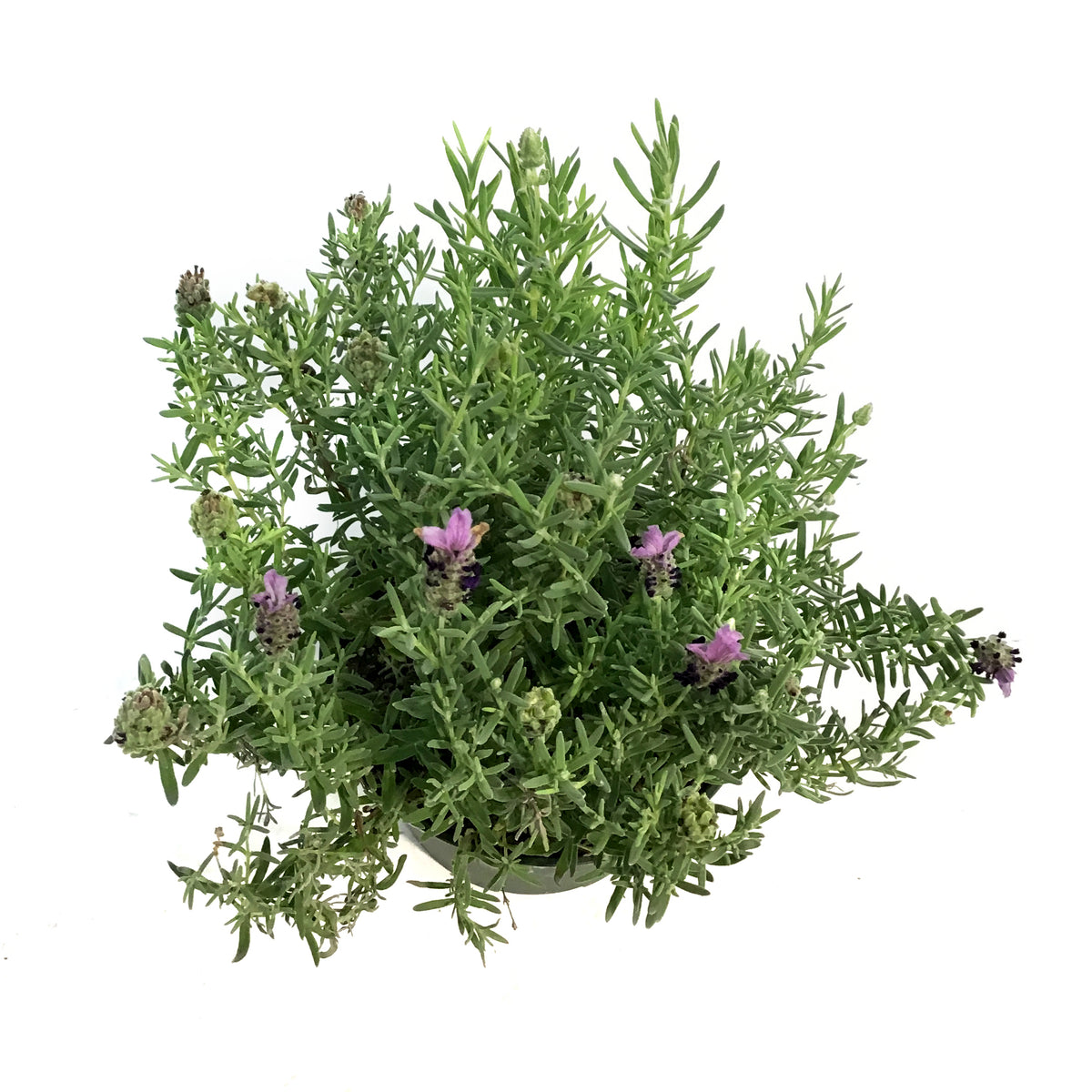 Lavender, 6in, Spanish, Bandera Purple