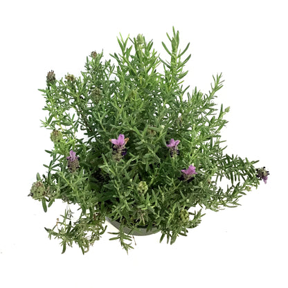 Lavender, 6in, Spanish, Bandera Purple
