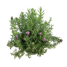 Load image into Gallery viewer, Lavender, 6in, Spanish, Bandera Purple
