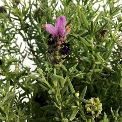 Lavender, 6in, Spanish, Bandera Purple