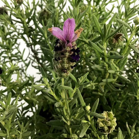 Lavender, 6in, Spanish, Bandera Purple