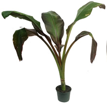 Load image into Gallery viewer, Banana, 6in, Ensete Maurelli, Abyssinian

