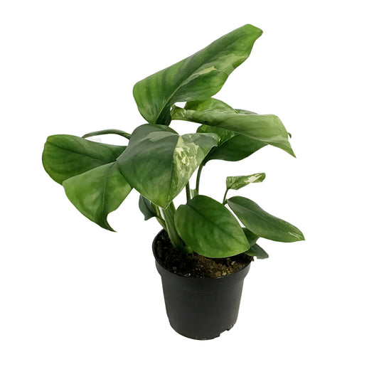 Monstera, 4in, Lechleriana