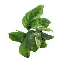 Load image into Gallery viewer, Monstera, 4in, Lechleriana
