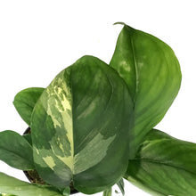 Load image into Gallery viewer, Monstera, 4in, Lechleriana
