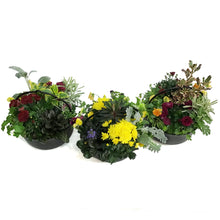 Load image into Gallery viewer, Planter, 25cm, Magic Potion Mix
