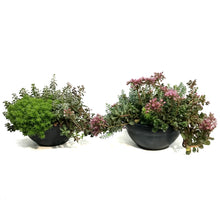Load image into Gallery viewer, Planter, 27cm, Stonecrop Bowl
