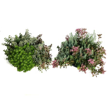 Load image into Gallery viewer, Planter, 27cm, Stonecrop Bowl

