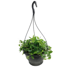 Load image into Gallery viewer, Peperomia 7in HB, Angulata
