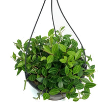 Load image into Gallery viewer, Peperomia 7in HB, Angulata

