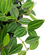 Load image into Gallery viewer, Peperomia 7in HB, Angulata
