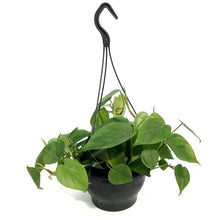 Load image into Gallery viewer, Philodendron, 7in HB, Heart Leaf
