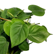 Load image into Gallery viewer, Philodendron, 7in HB, Heart Leaf
