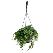 Load image into Gallery viewer, Sugar Vine, 7in, Hanging Basket
