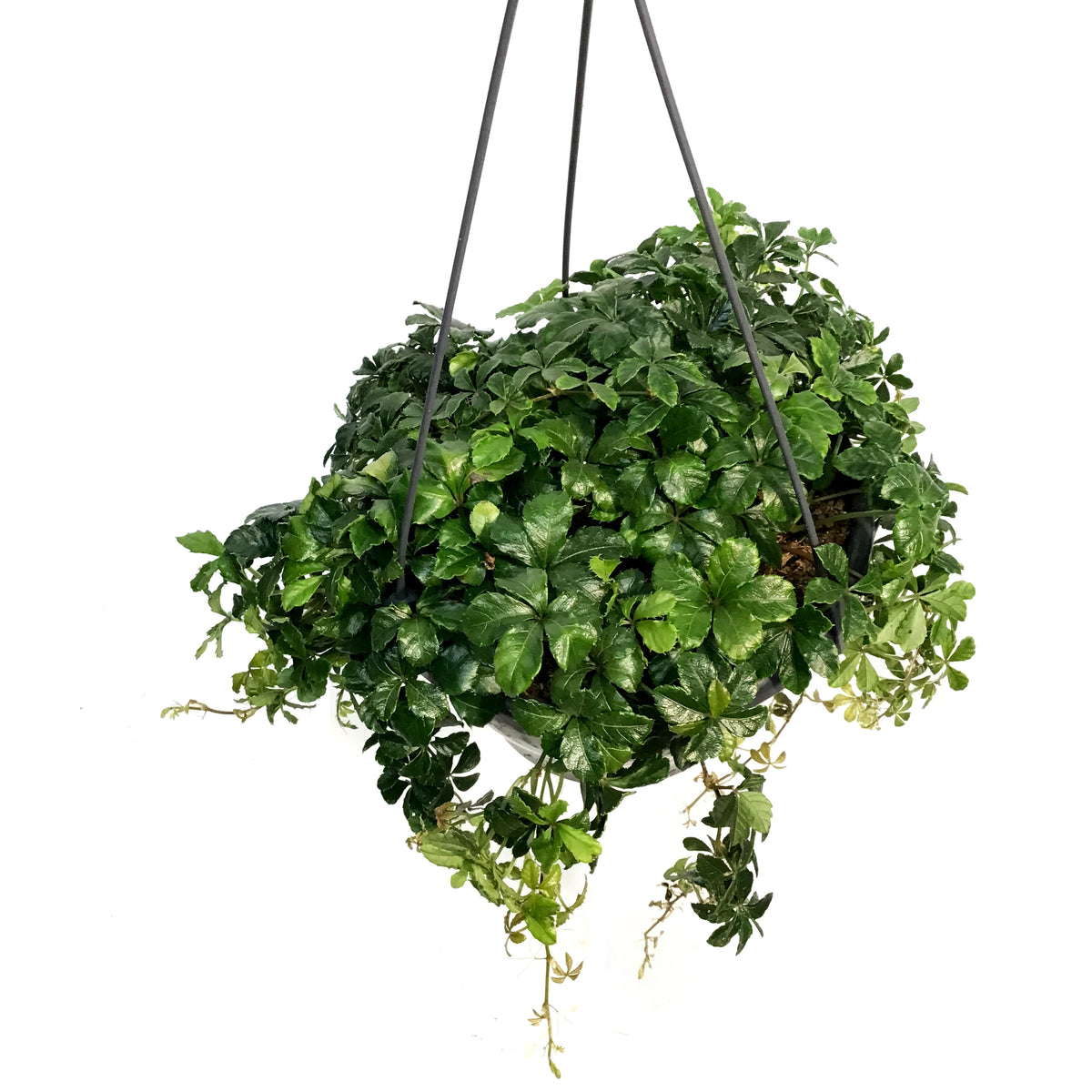 Sugar Vine, 7in, Hanging Basket