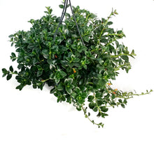 Load image into Gallery viewer, Goldfish Plant, 9in HB

