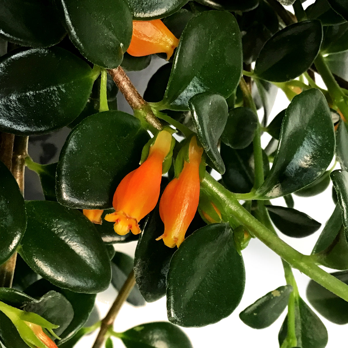 Goldfish Plant, 9in HB