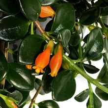 Load image into Gallery viewer, Goldfish Plant, 9in HB
