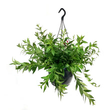 Load image into Gallery viewer, Lipstick Plant, 9in HB, Purple Star
