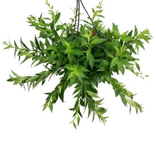 Load image into Gallery viewer, Lipstick Plant, 9in HB, Purple Star
