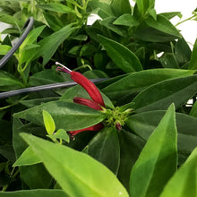 Load image into Gallery viewer, Lipstick Plant, 9in HB, Purple Star

