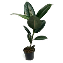 Load image into Gallery viewer, Ficus, 4in, Sofia
