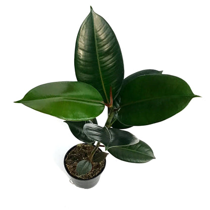 Ficus, 4in, Sofia