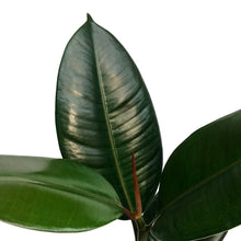 Load image into Gallery viewer, Ficus, 4in, Sofia
